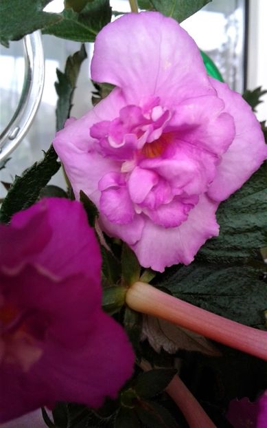  - Frumosi mei achi astazi