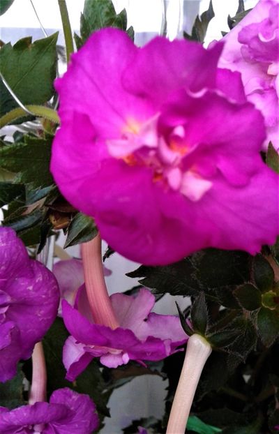  - Frumosi mei achi astazi