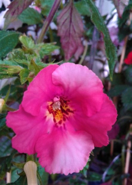  - Frumosi mei achi astazi