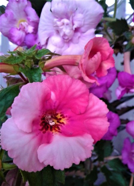  - Frumosi mei achi astazi