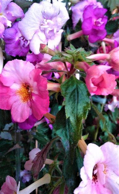  - Frumosi mei achi astazi