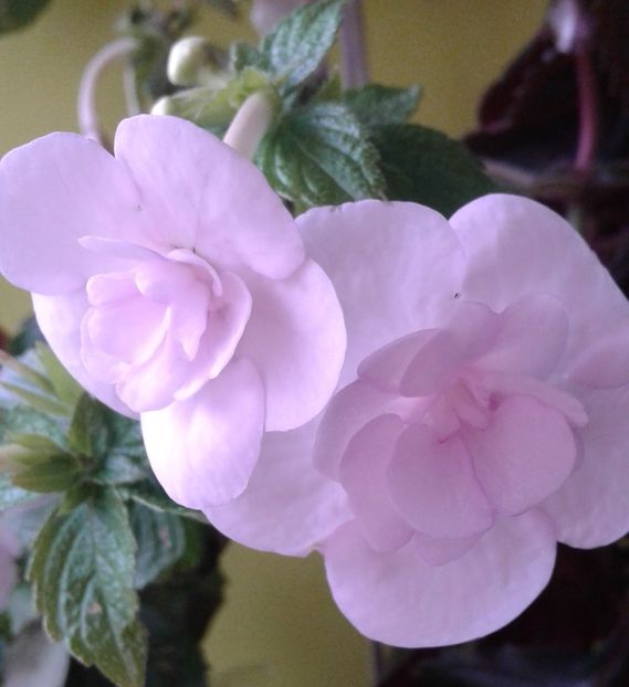  - Frumosi mei achi astazi