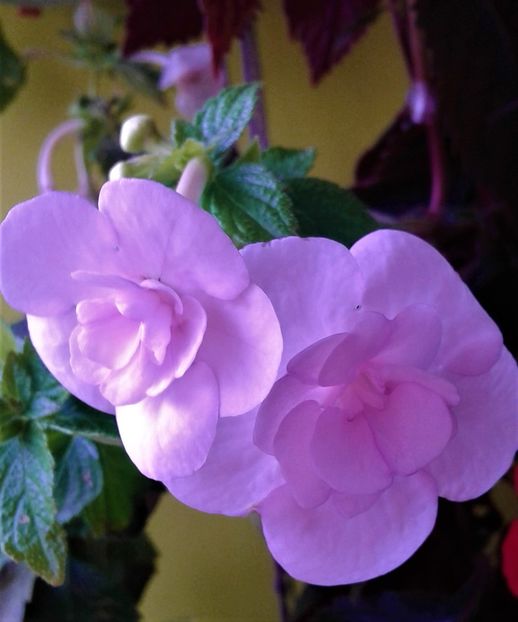  - Frumosi mei achi astazi