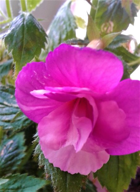  - Frumosi mei achi astazi