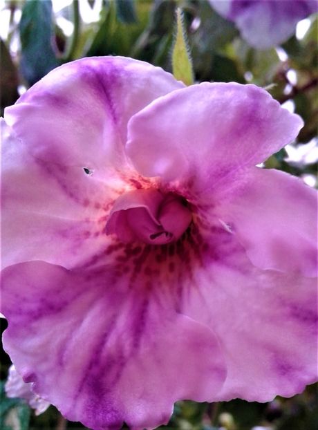  - Frumosi mei achi astazi