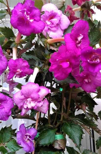  - Frumosi mei achi astazi