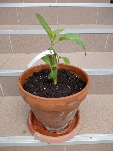 Brugmansia Langenbucher Gartden - 02 Toamna 2022