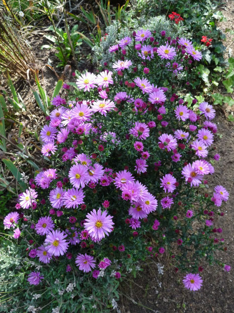  - 2022 - 03 - Toamna