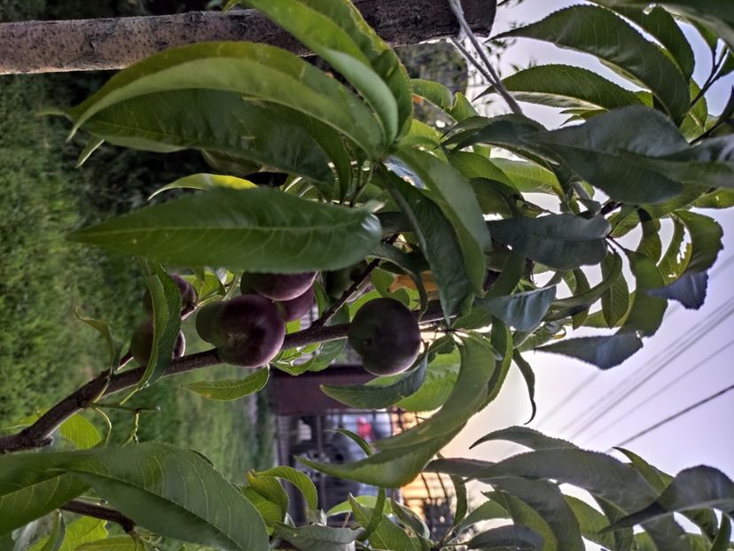  - Nectarin plat Platimoon 2021