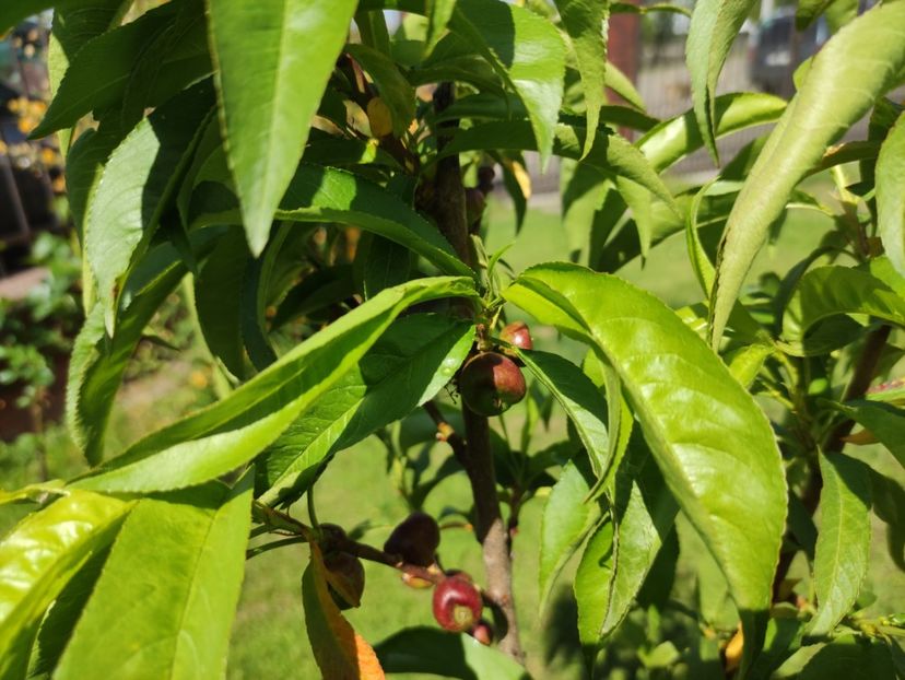  - Nectarin plat Platimoon 2021