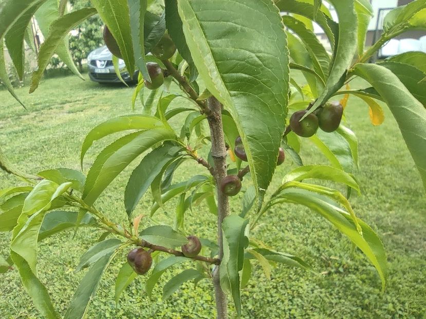  - Nectarin plat Platimoon 2021