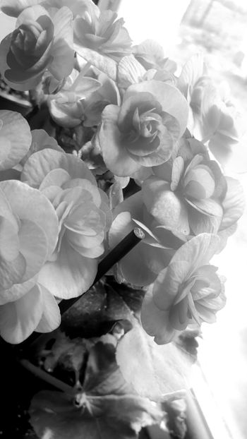  - - R - Fotografii in Alb Negru