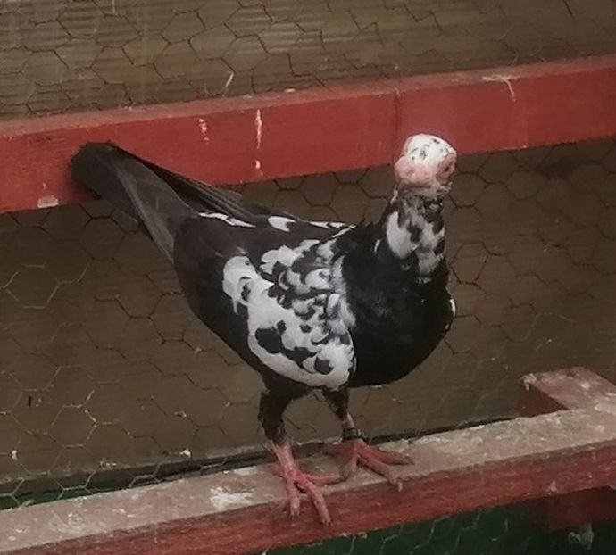 F 2022 - Carunculați 2022