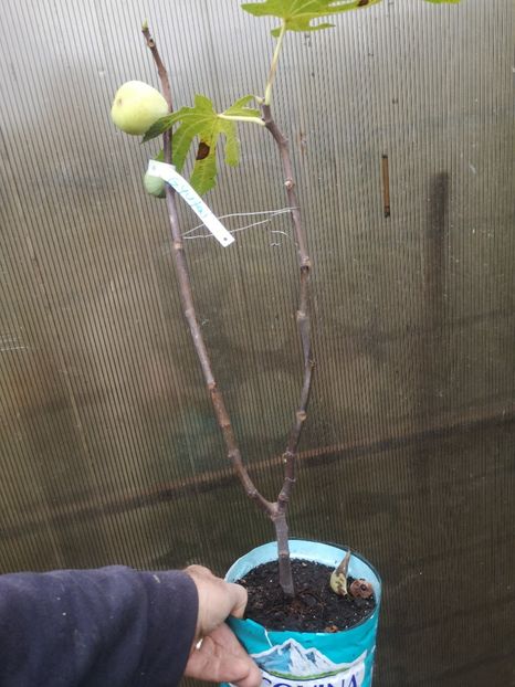 smochin Gyutai 35lei - Arbori fructiferi 2022