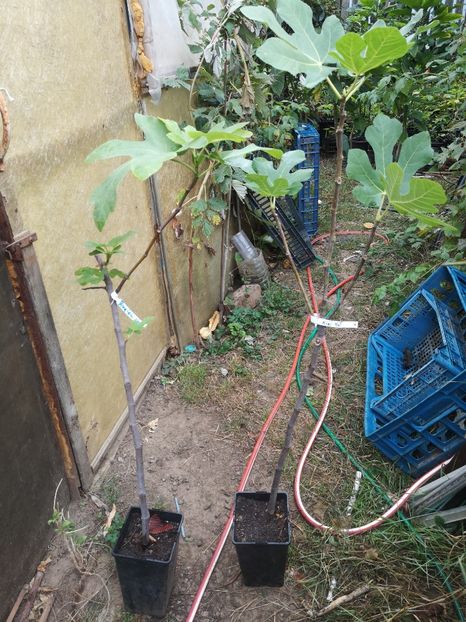 Brogioto Nero si Mini-nut - Arbori fructiferi 2022
