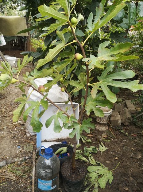 Dottato romanesc - Arbori fructiferi 2022