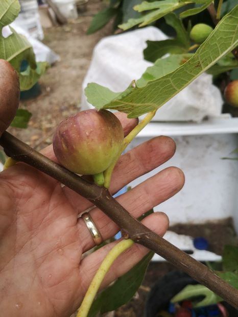  - Arbori fructiferi 2022
