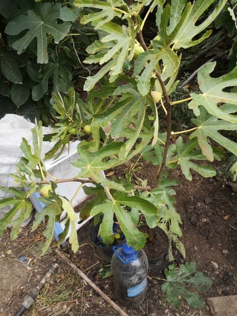  - Arbori fructiferi 2022