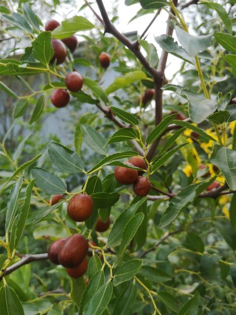 jujube nealtoit - Arbori fructiferi 2022