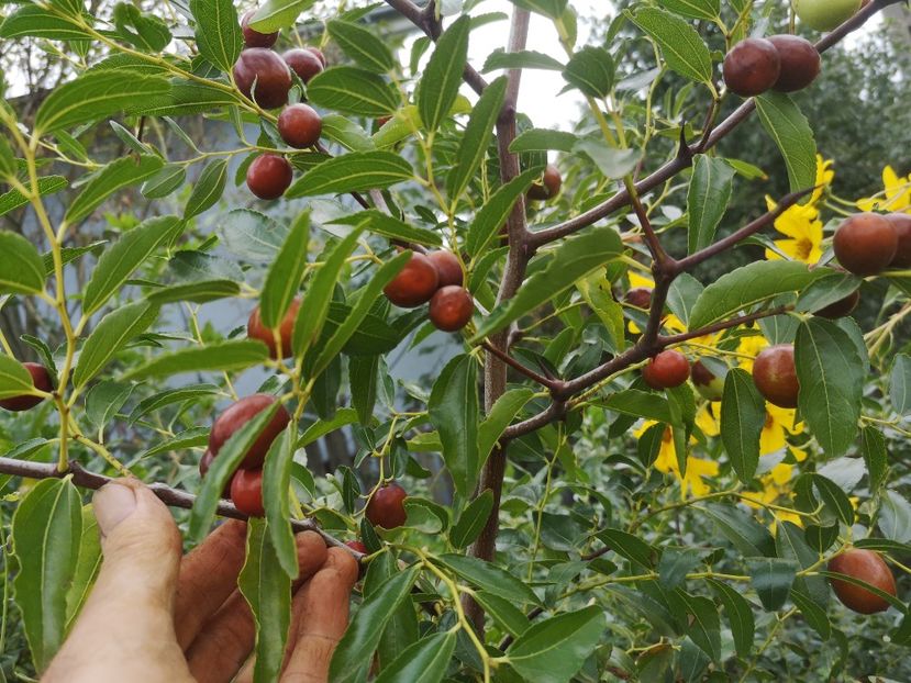 Jujube Li - Arbori fructiferi 2022