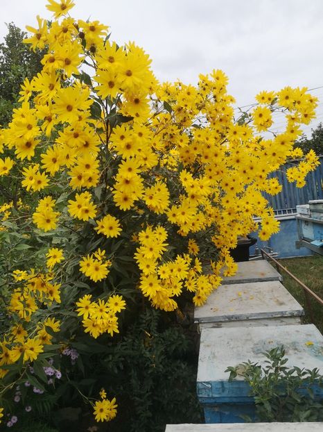  - Gradina flori 2025