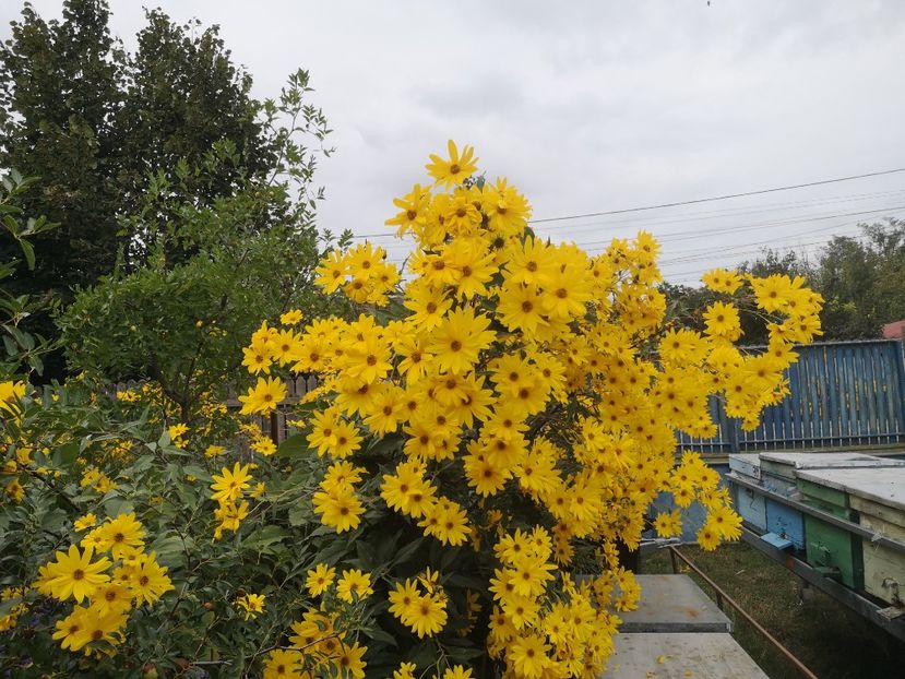  - Gradina flori 2025