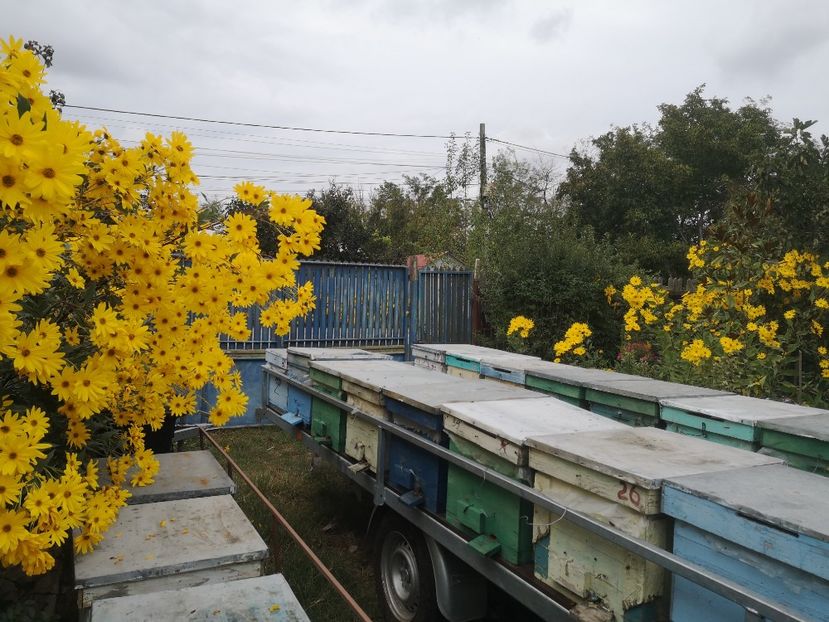  - Gradina flori 2025