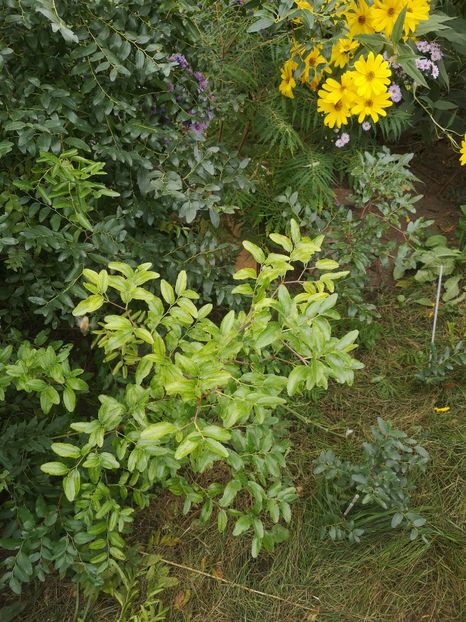  - Gradina flori 2025
