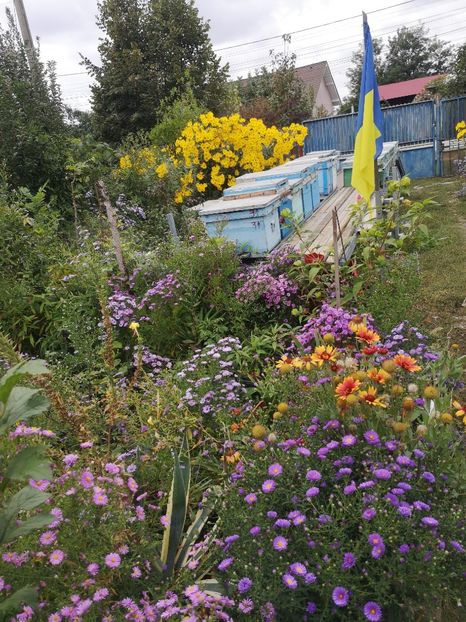  - Gradina flori 2025