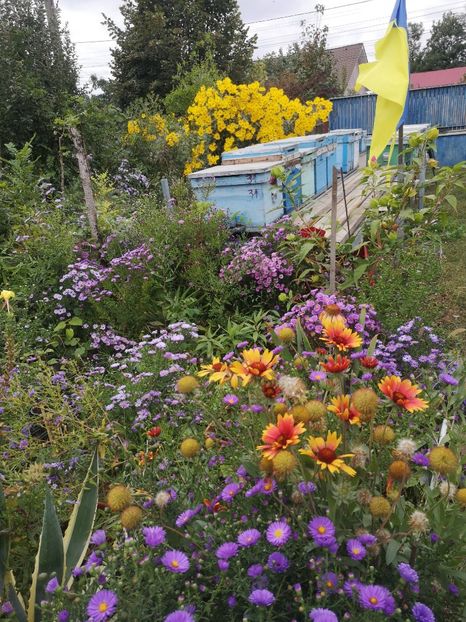  - Gradina flori 2025