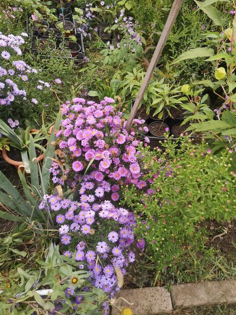  - Gradina flori 2025