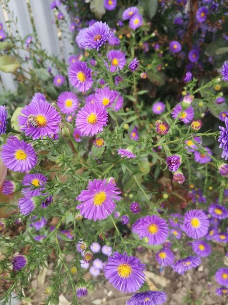  - Gradina flori 2025