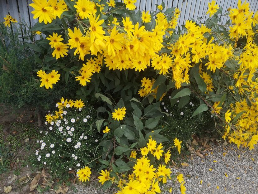  - Gradina flori 2025