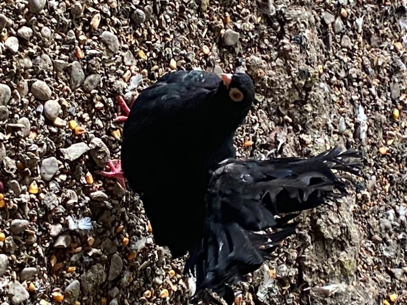 8479EA6D-986A-4684-8F7B-2DF69EAAF81E - Negri turci