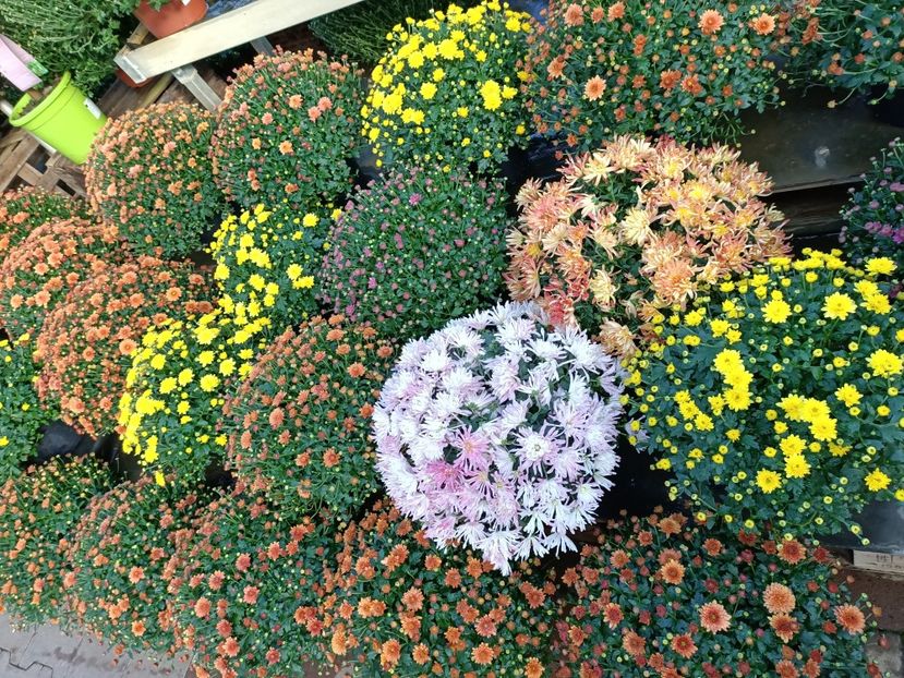 Img.2022.09.26 - A -Magazin