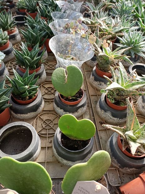 Img.2022.09.26-hoya kery - A -Magazin