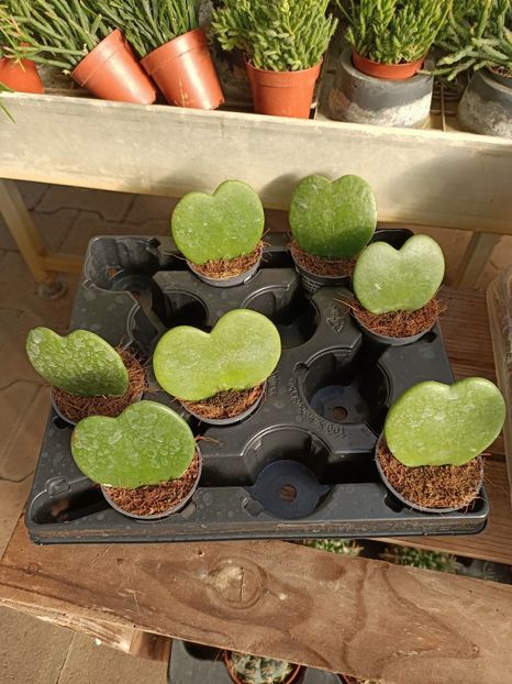 Img.2022.09.26 - A -Magazin