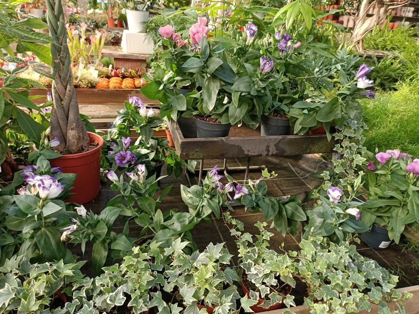 Img.2022.09.26 - A -Magazin