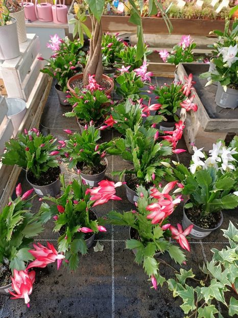 Img.2022.09.26 - A -Magazin