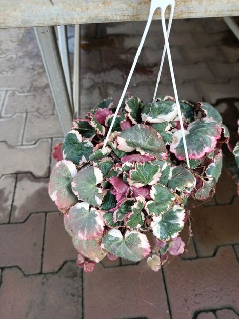 Img.2022.09.26-saxifraga stol. tricolor - A -Magazin