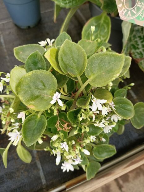 Img.2022.09.26 - A -Magazin