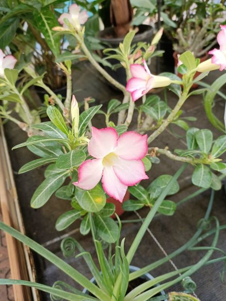 Img.2022.09.26 - A -Magazin