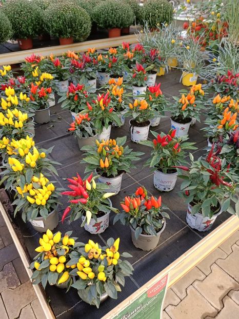 Img.2022.09.26 - A -Magazin