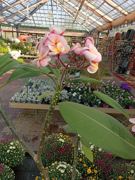 Img.2022.09.26 - A -Magazin