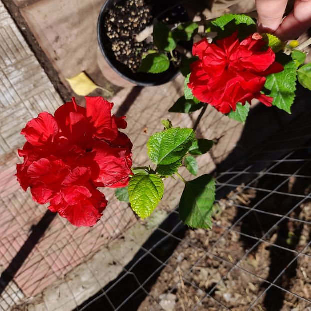 28.09.2022 - HIBISCUSI 2022-5