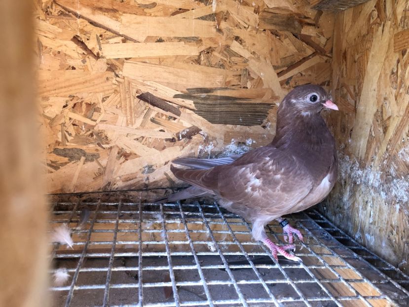 506/22 - 5- lot zbor 2022