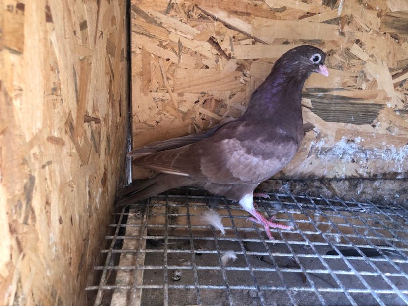 493/22 - 5- lot zbor 2022