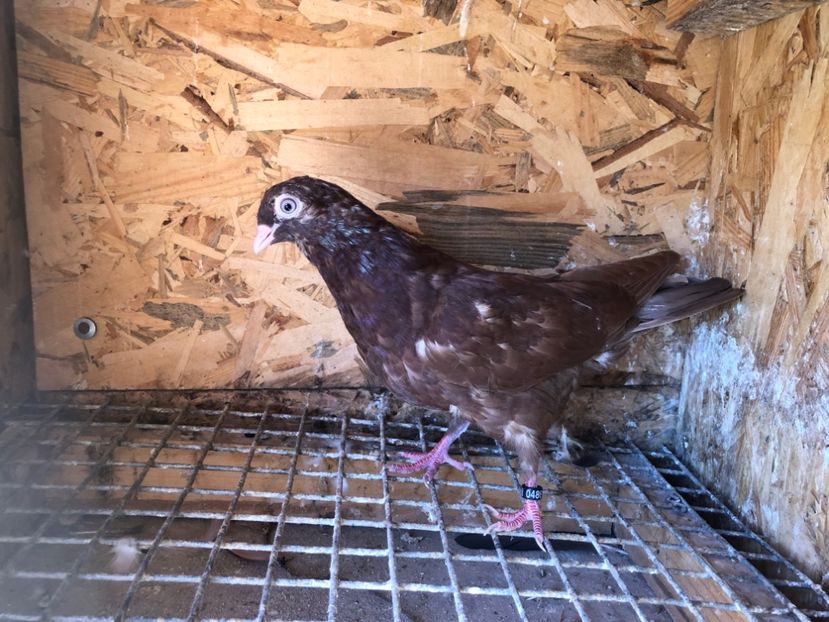 486/22 - 5- lot zbor 2022