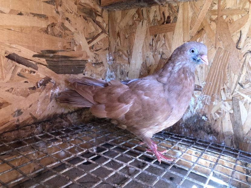 489/22 - 5- lot zbor 2022