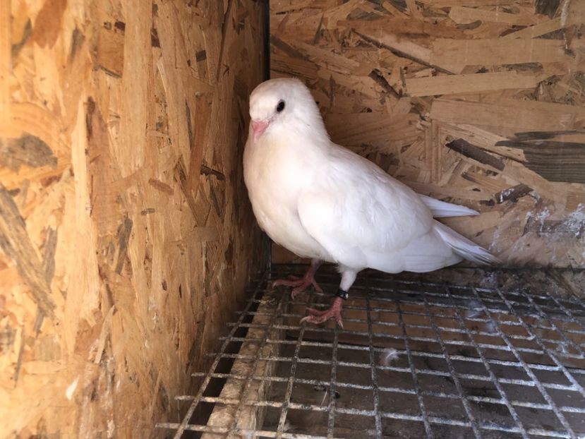 519/22 - 5- lot zbor 2022